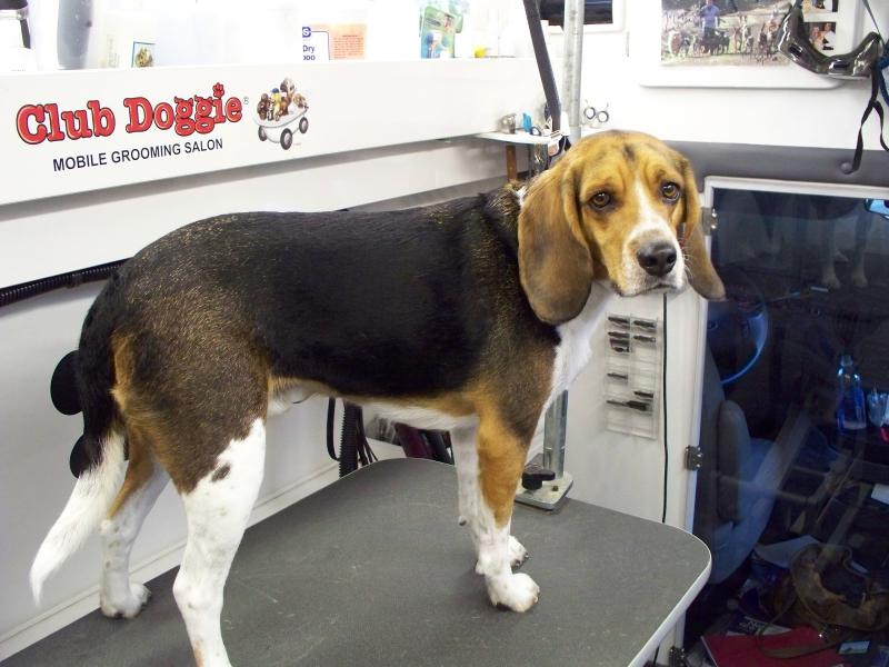 Beagle Grooming